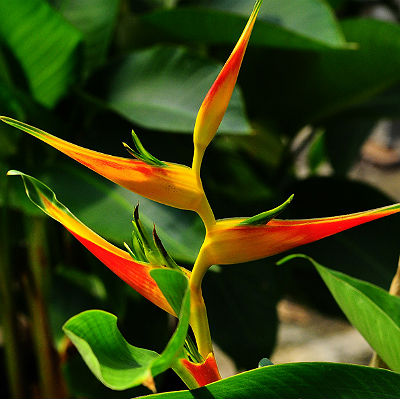 Heliconia Seeds 'Latispatha' (5 Seeds) - Click Image to Close